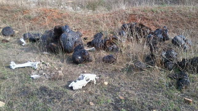 Alertan de posibles restos óseos de animales en un escampado cercano a un colegio