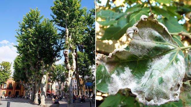 El oidio del plátano de indias deja las hojas blanquecinas hasta marchitarlas