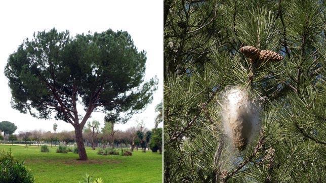 La procesionaria produce una defoliación en las coníferas de la zona mediterránea, pinos y cedros sobre todo