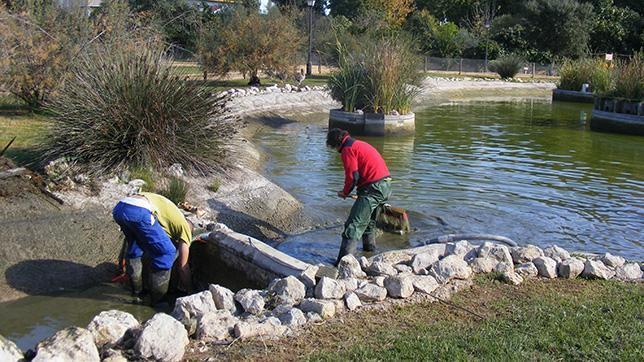 Medio Ambiente comienza la limpieza de la laguna del Parque Municipal