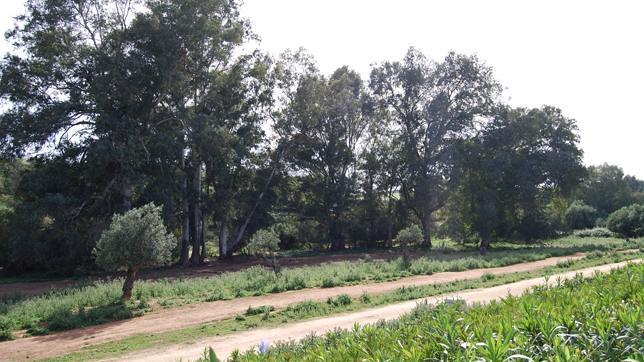 Luz verde para la adecuación del parque de la SE-40 de Dos Hermanas