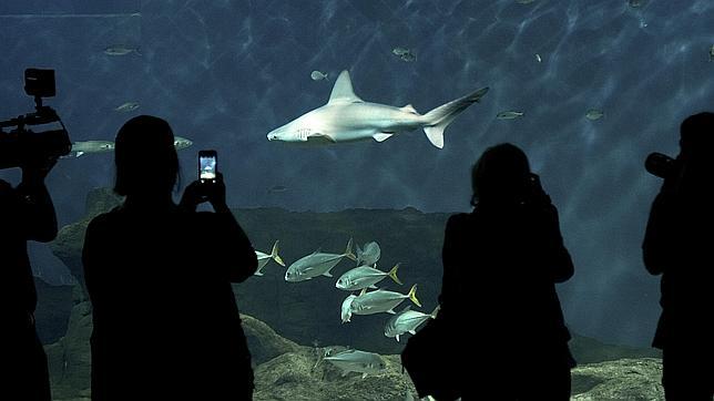 Los tiburones del acuario de Sevilla reciben 8.000 visitas en su primer fin de semana