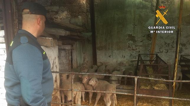 Dos detenidos por robar 40 corderos