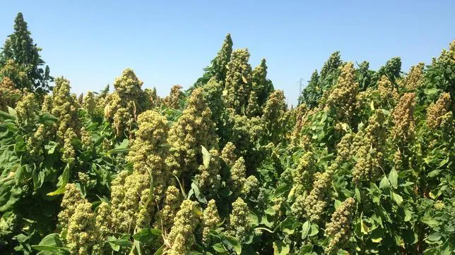 La quinoa llega de los Andes para afincarse en Sevilla