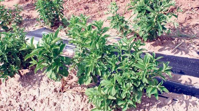 La stevia, un «dulce cultivo» para el Valle del Guadalquivir