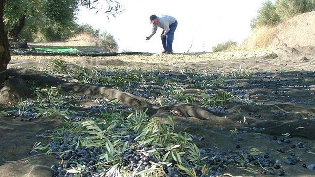 Exportación e integración, las asignaturas pendientes del campo cordobés