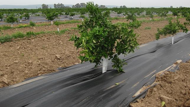 Cítricos más atractivos con el uso de la malla negra en campo