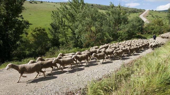 Casi un centenar de ganaderos trashumantes sobreviven en la sierra de Segura