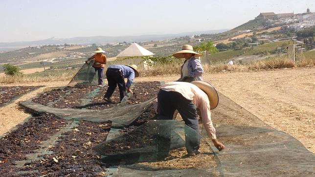 La producción de Pedro Ximénez se triplica hasta los 26.159 hectolitros