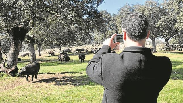 Los Pedroches, parada de la gastronomía y la dehesa