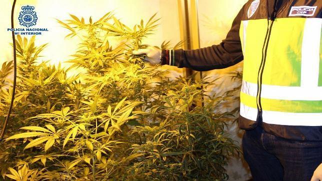 Hallan un cultivo de marihuana en una casa «okupada» de El Puerto