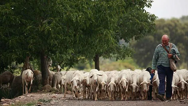 Una fórmula matemática pone en riesgo a la ganadería andaluza