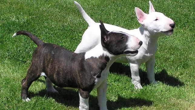 La moda de los secuestros de perros suma otros tres jóvenes detenidos en Granada