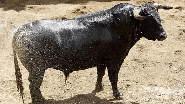 Seis toros de Bohórquez para la primera de rejones en la Maestranza