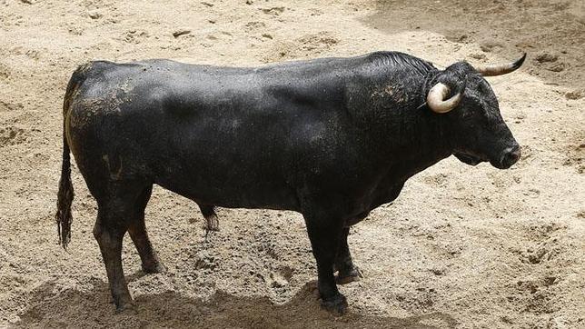 Seis toros de Victorino Martín para el jueves de farolillos en la Maestranza