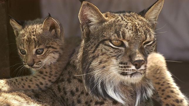 ¿Qué nombre le pondrías a un cachorro de lince?