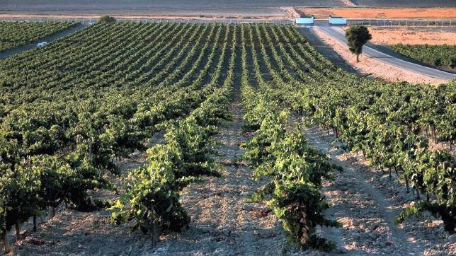 Asaja prevé una buena cosecha en Cádiz este año