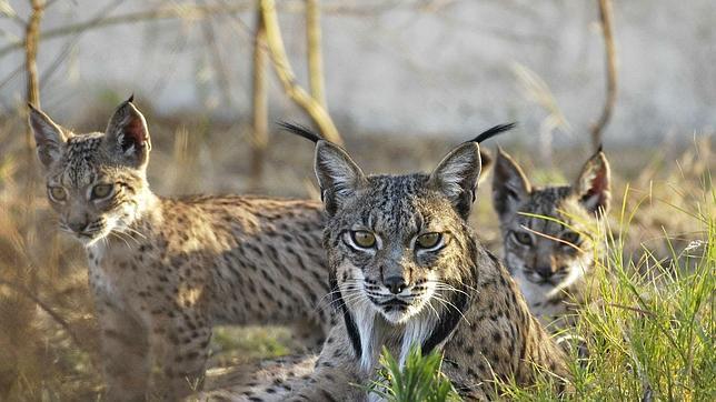 Los ministerios de Fomento y Medio Ambiente se unen para proteger al lince