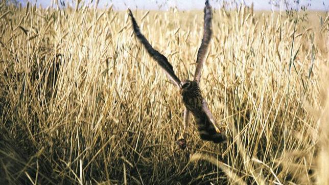 El aguilucho cenizo anida en la campiña jienense