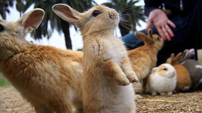 Los conejos se convierten en una amenaza para la agricultura andaluza