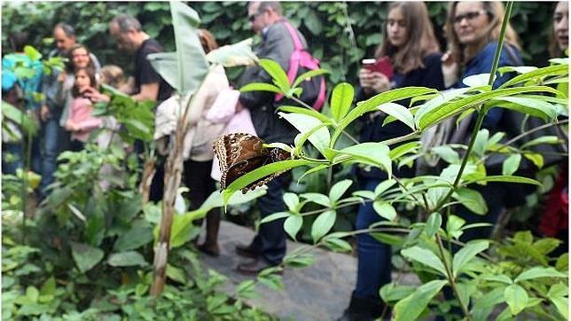 Mariposas gigantes en el Parque de las Ciencias de Granada