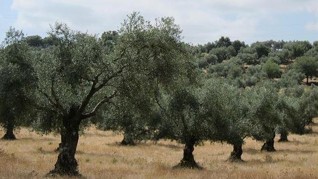 Una aplicación web permite calcular las necesidades de riego del olivar