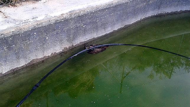 Rescatado un ejemplar de búho real en una balsa en Alhama