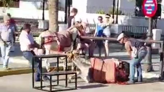 Patean y arrastran por el suelo a un burro-taxi de Mijas para que se ponga de pie