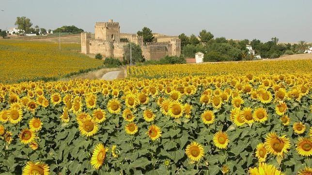Un lubricante de aceite de girasol que no contamina desarrollado en Huelva