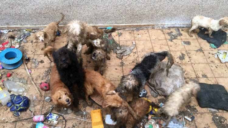 Estado en el que los vecinos han encontrado a los animales/ S.C.