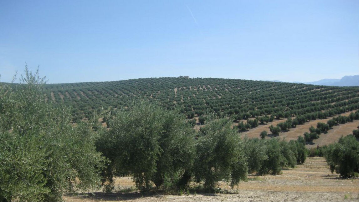 Paisaje de olivar en Jaén.