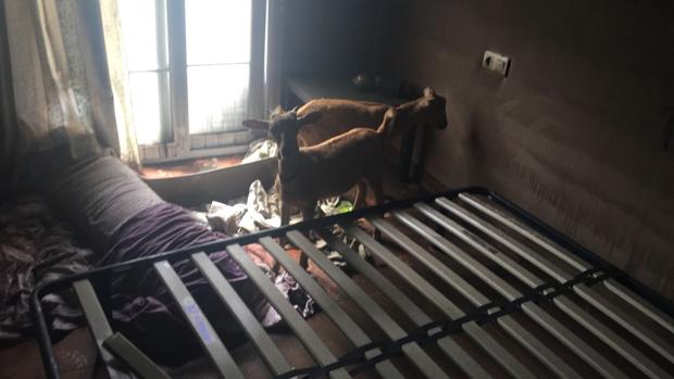 Pesadilla en una urbanización de Islantilla: incendios, animales sueltos y actos vandálicos