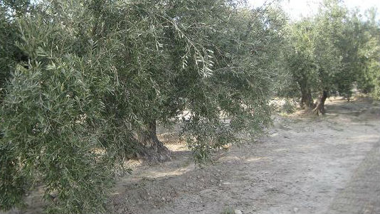 Agricultores cifran en 400 millones de euros las pérdidas en el olivar por la sequía