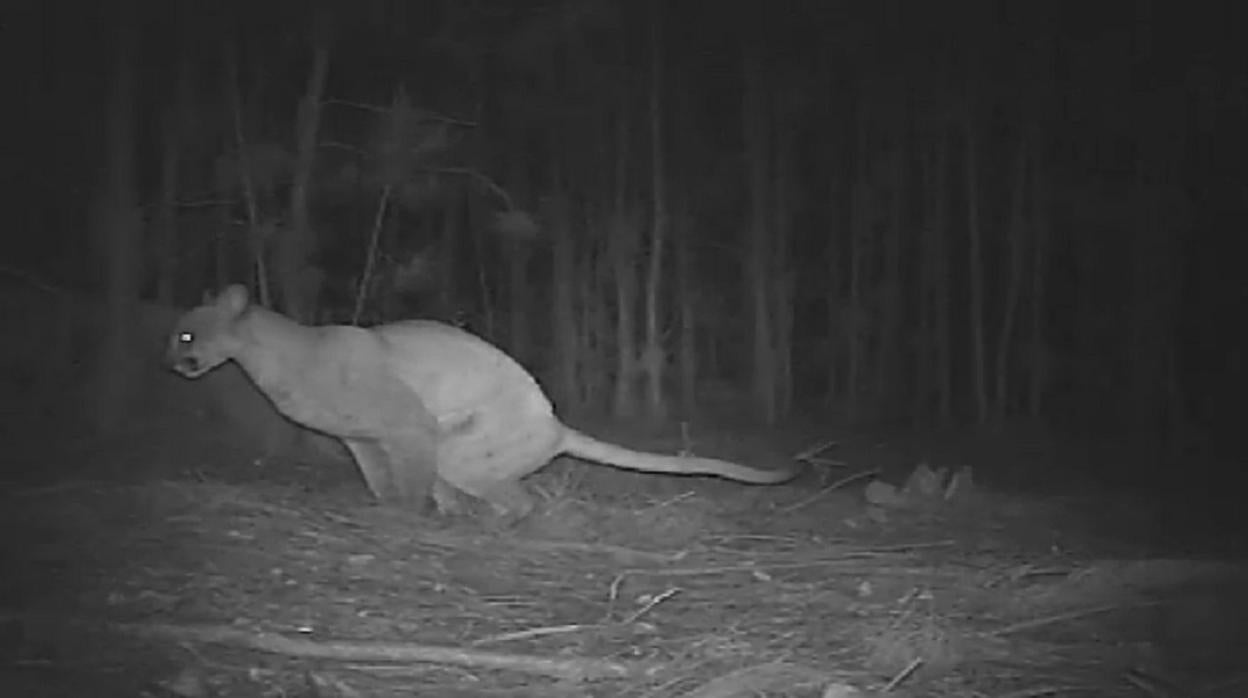 Imagen de un felino dejando marcas con arañazos en los suelos de caminos