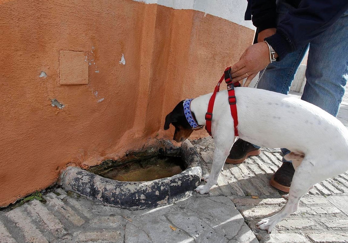 Piloncillo que mandó construir Mañara para que los perros pudieran beber