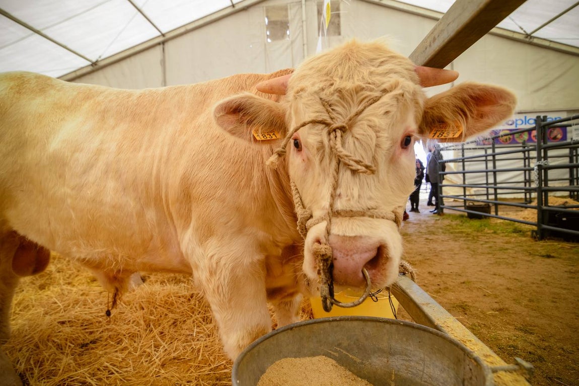 La inauguración de la Feria Agroganadera, en imágenes