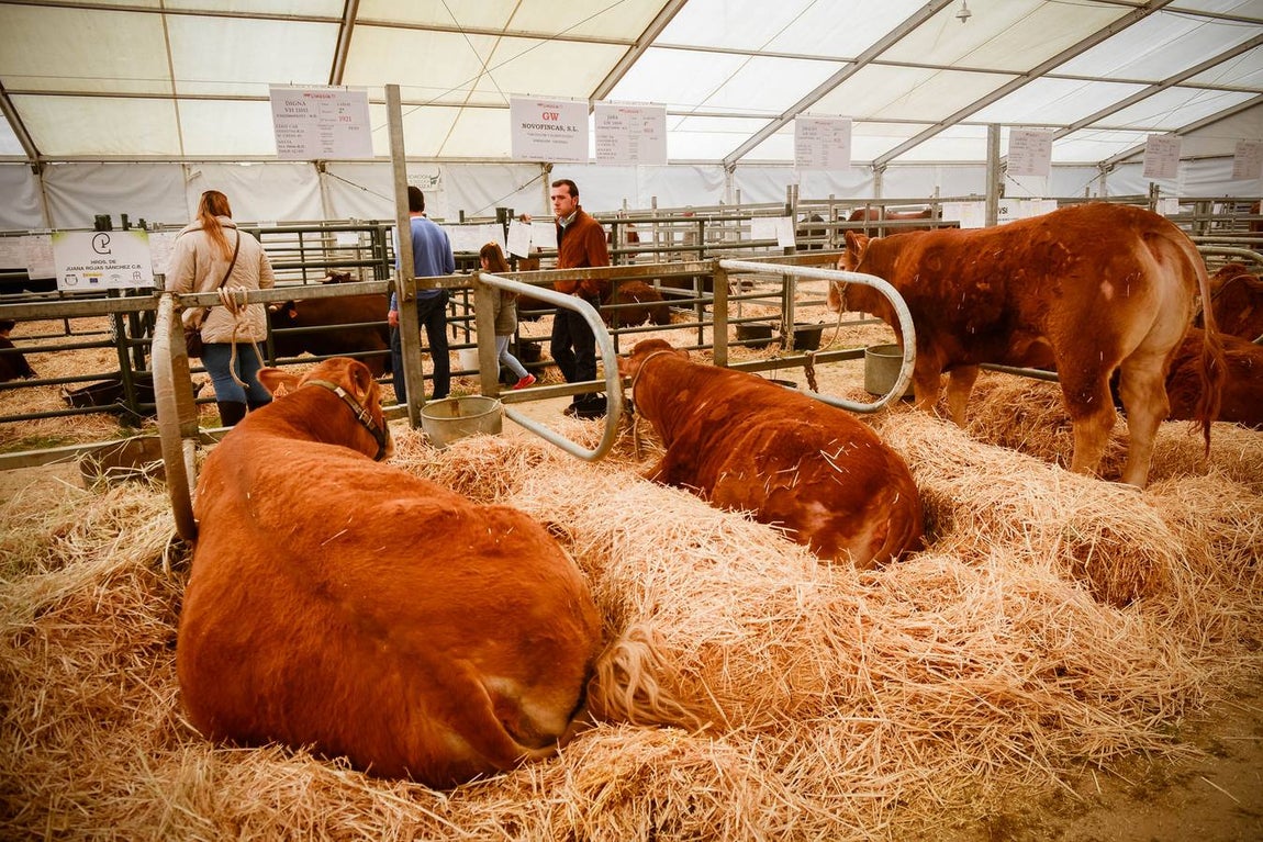 La inauguración de la Feria Agroganadera, en imágenes