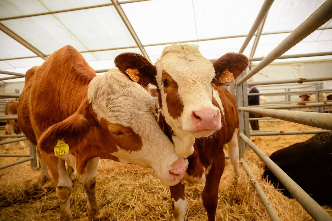 La inauguración de la Feria Agroganadera, en imágenes