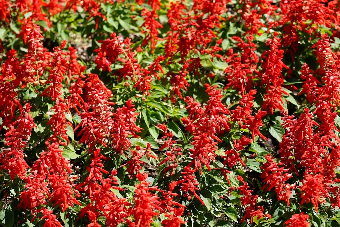 Un paseo por el Real Jardín Botánico de Córdoba, en imágenes