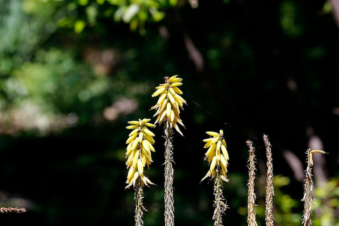 Un paseo por el Real Jardín Botánico de Córdoba, en imágenes