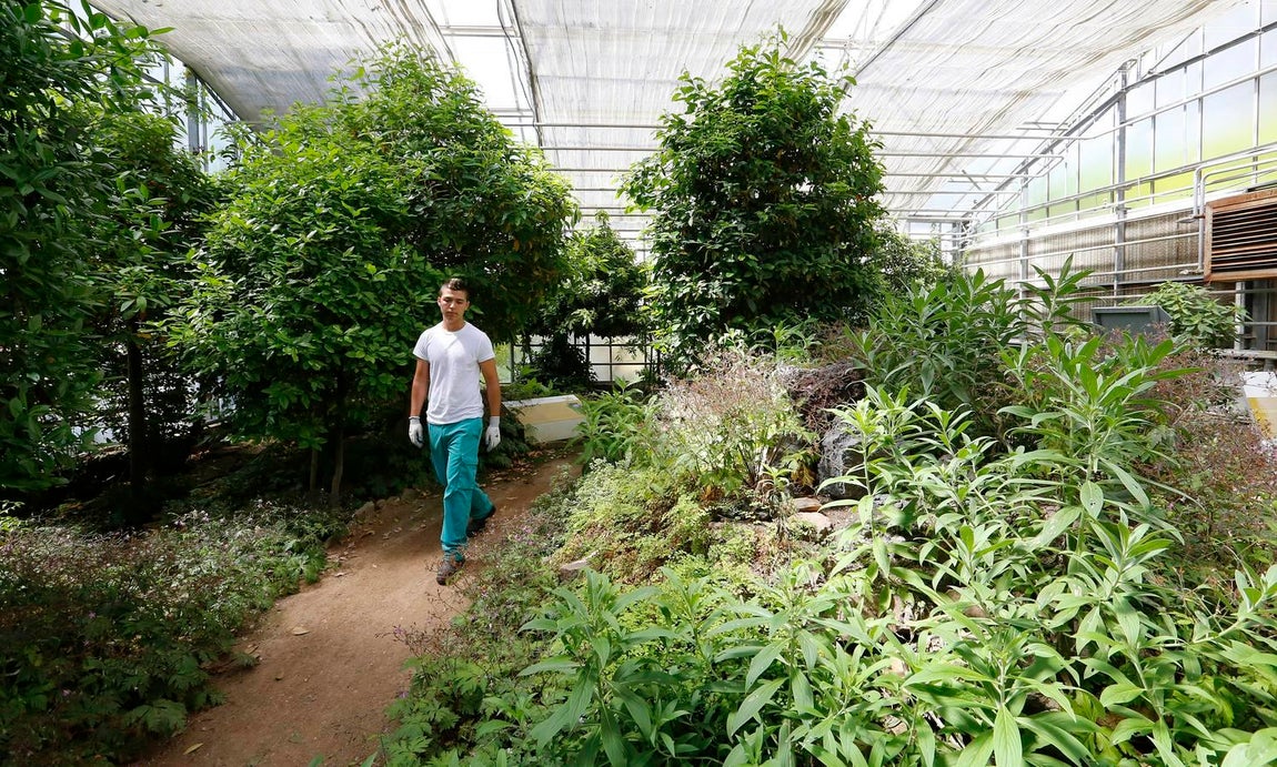Un paseo por el Real Jardín Botánico de Córdoba, en imágenes