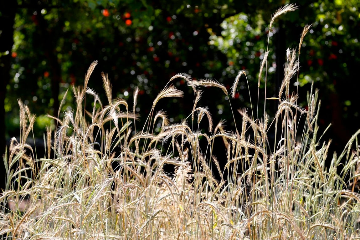 Un paseo por el Real Jardín Botánico de Córdoba, en imágenes