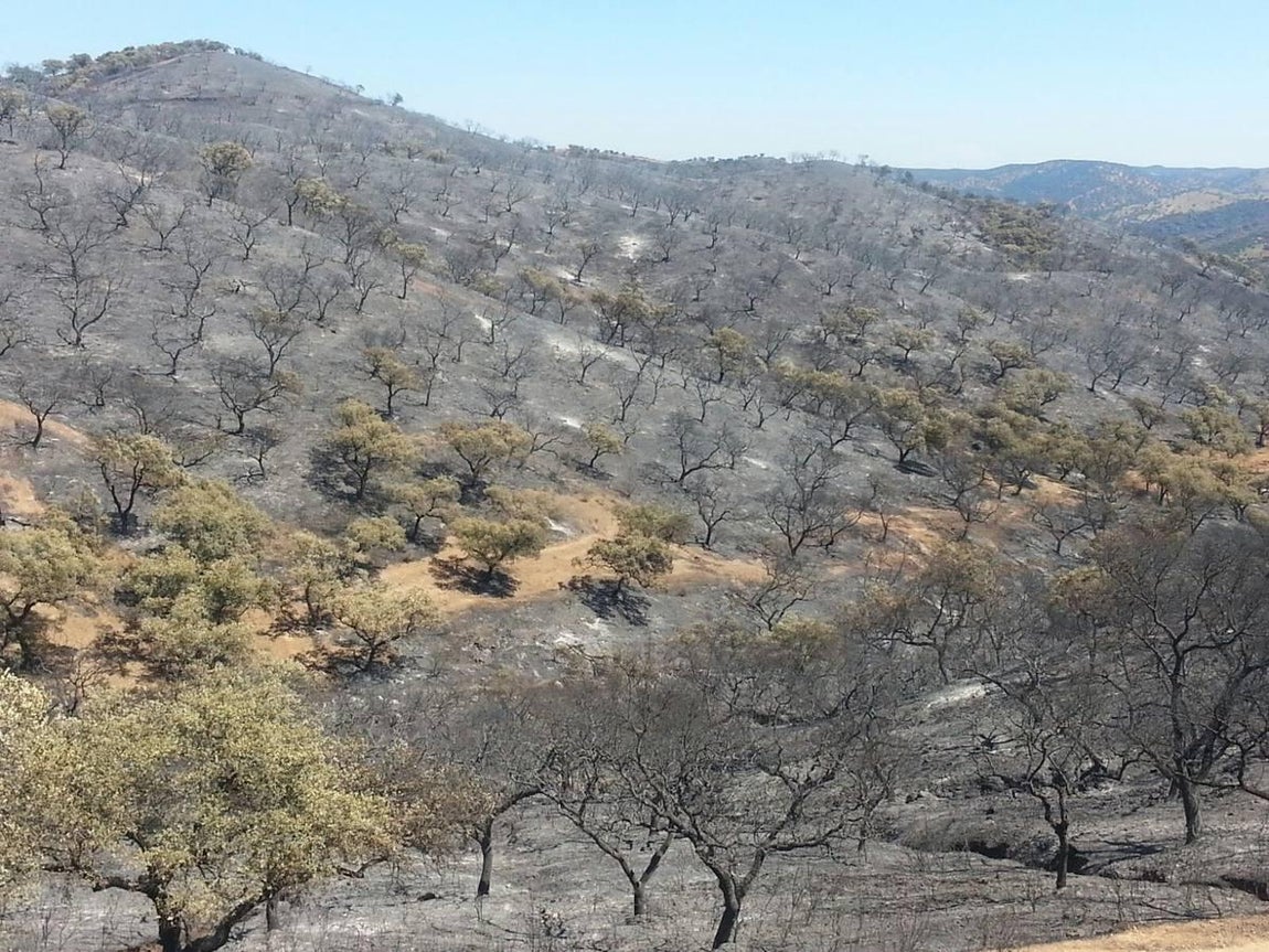 Cenizas tras el incendio de El Castillo de las Guardas