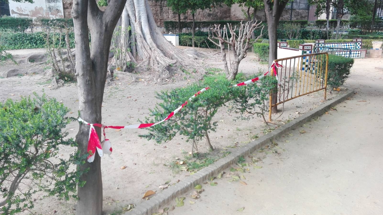 Así están los Jardines de Murillo