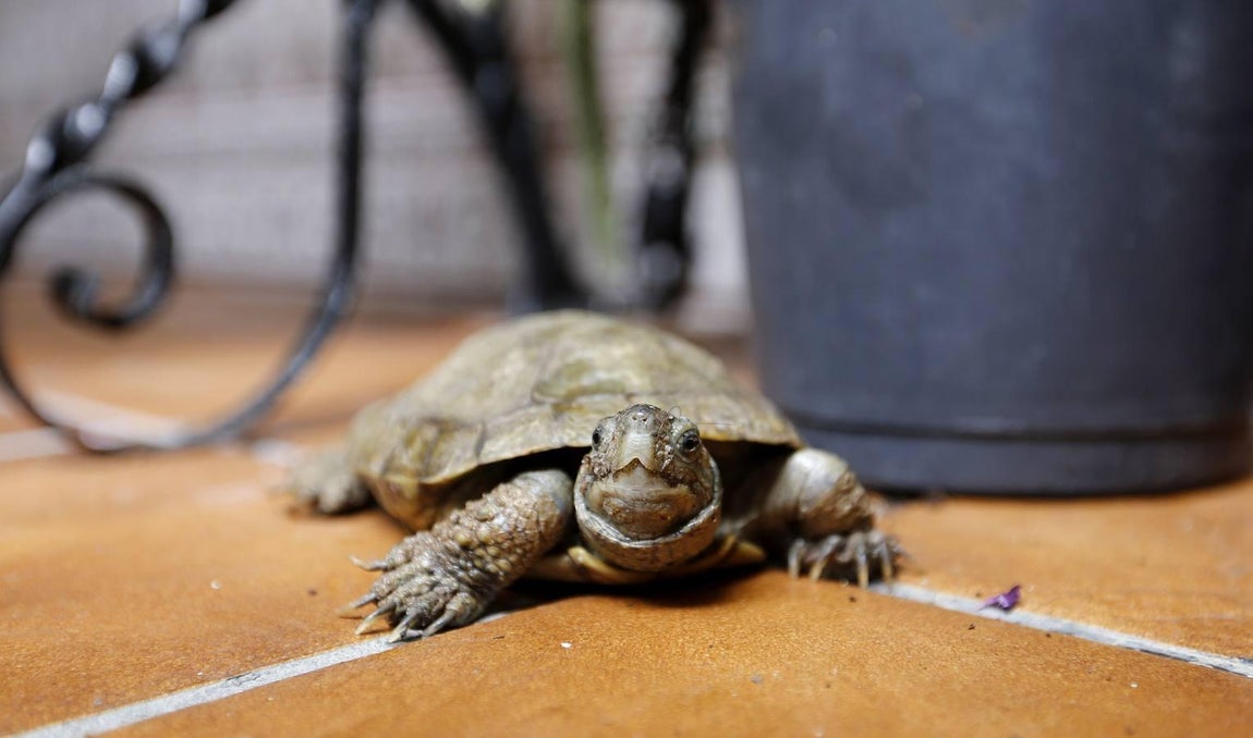 Los patios de la Judería de Córdoba, en imágenes