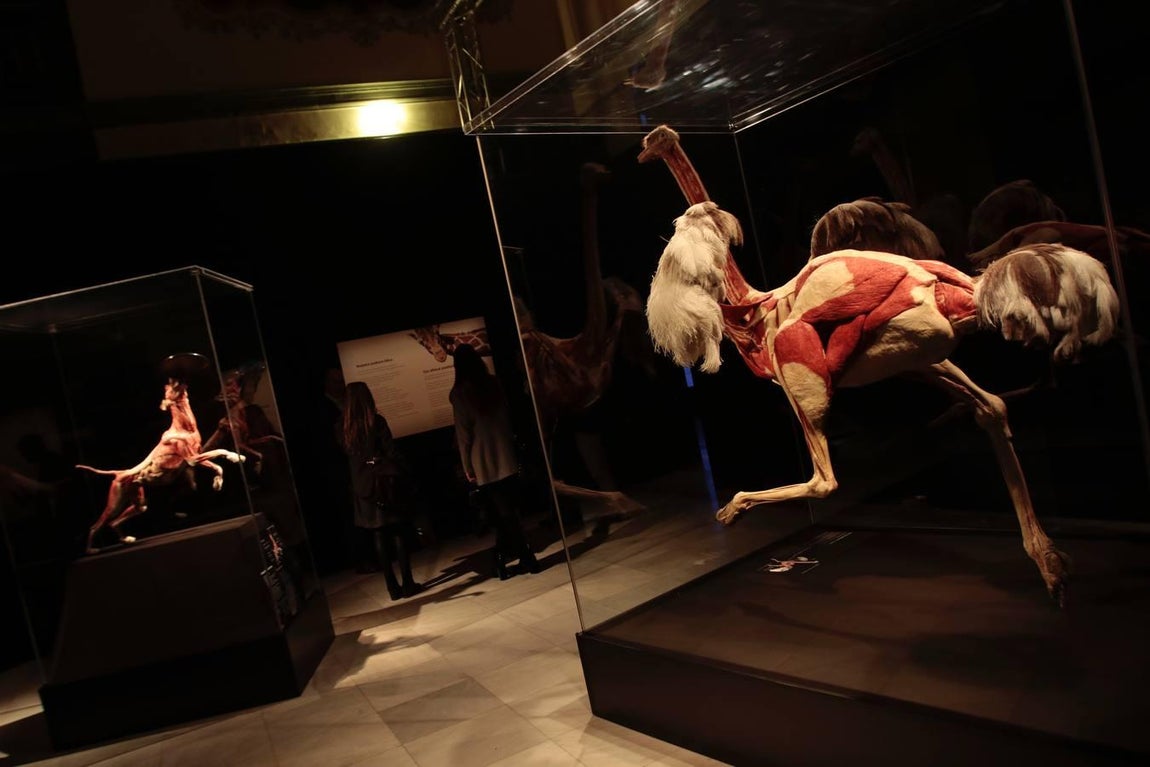 Un safari anatómico llega a Sevilla