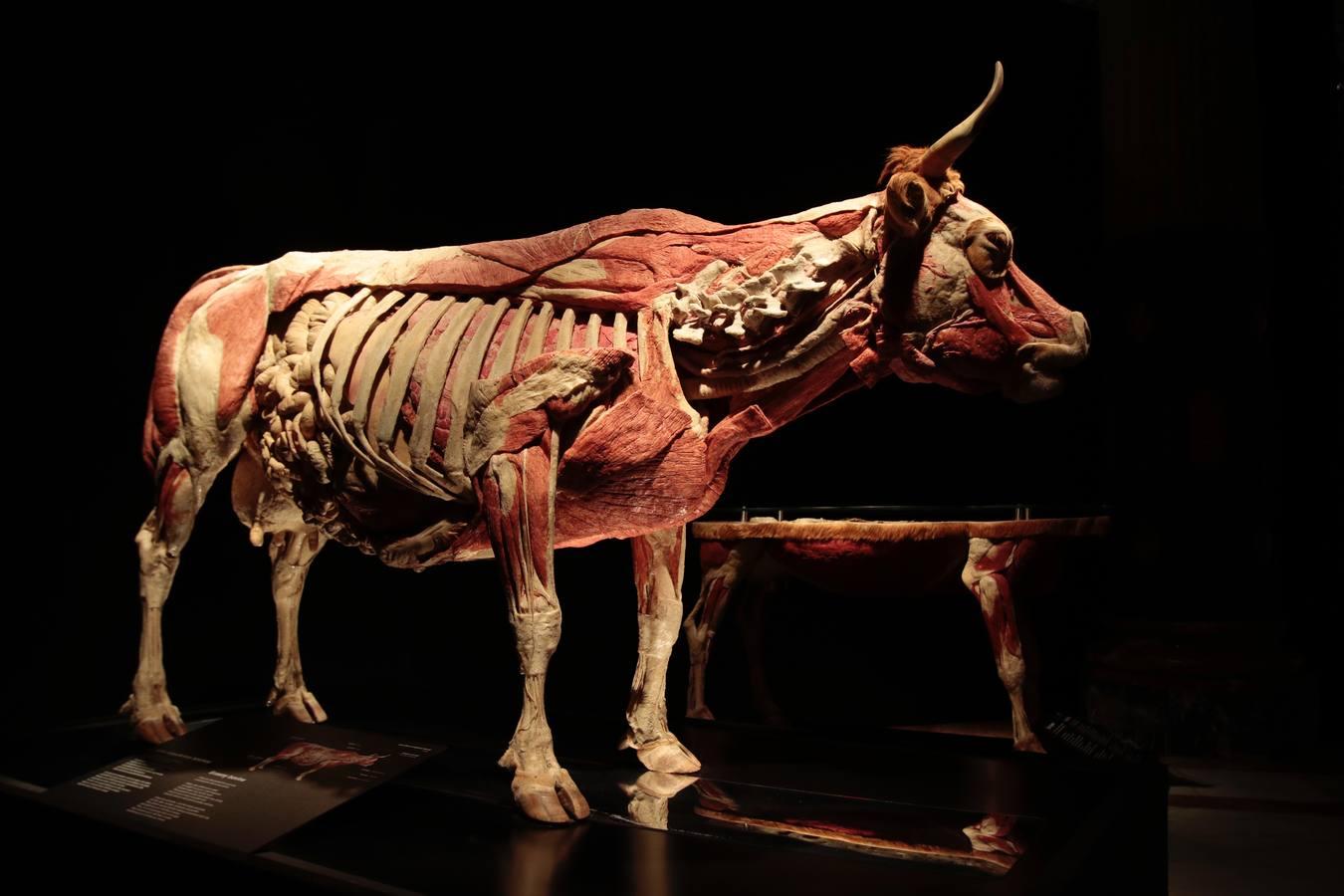 Un safari anatómico llega a Sevilla