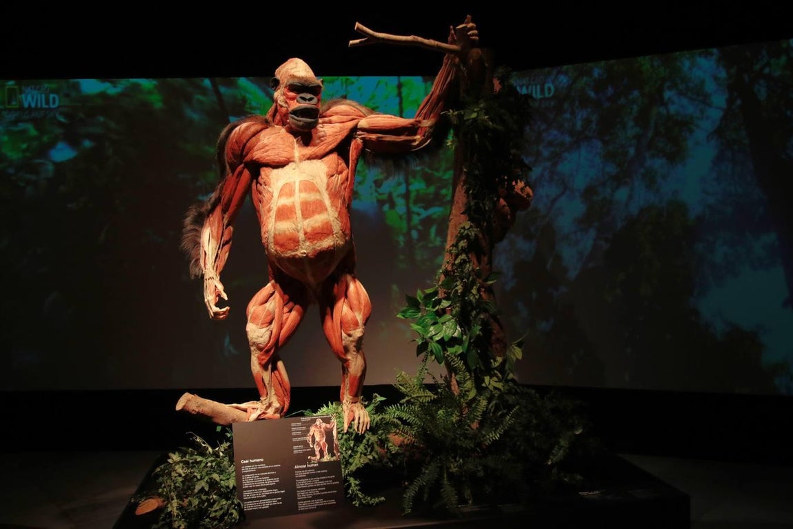 Un safari anatómico llega a Sevilla