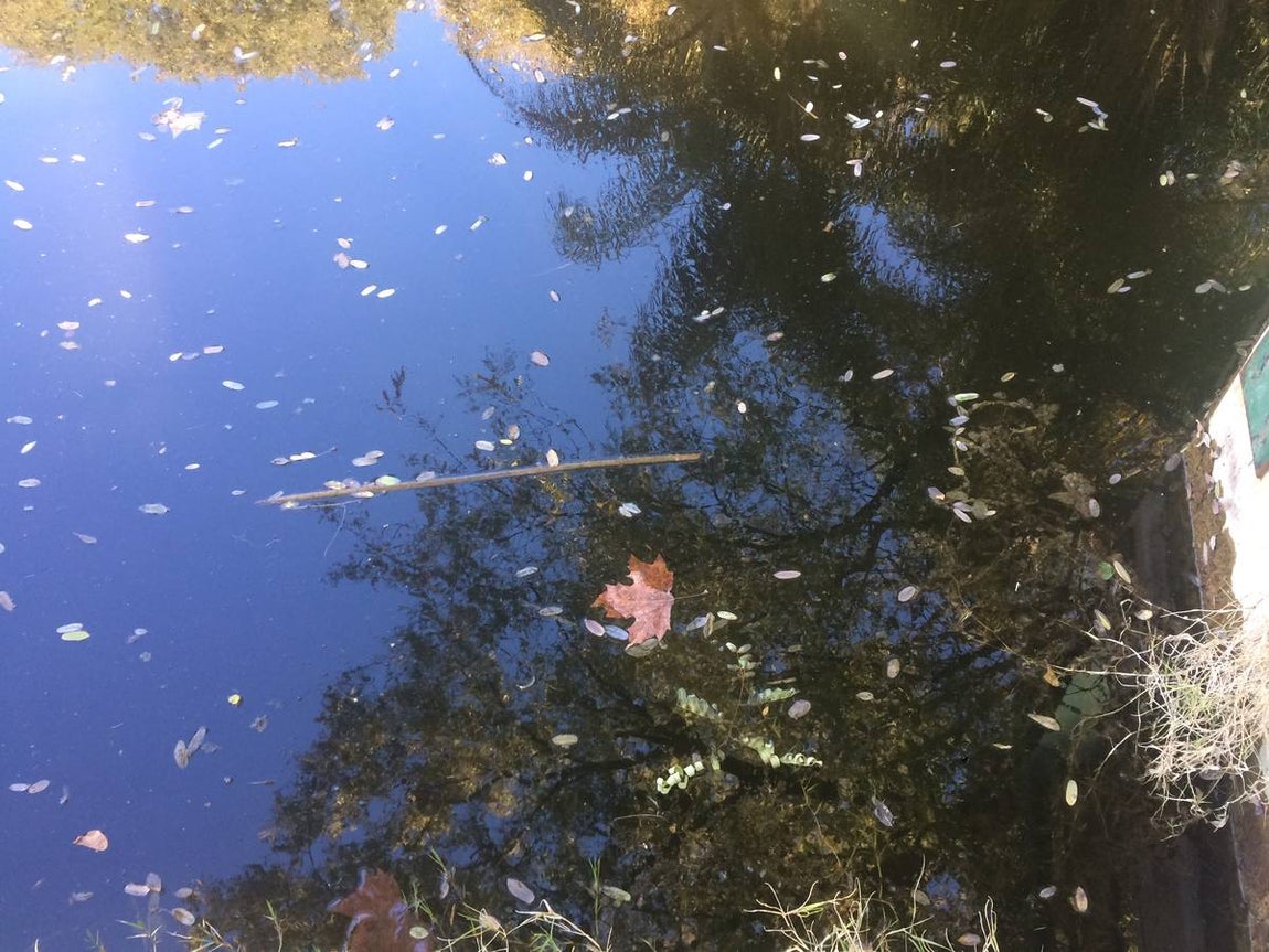 Suciedad, desperfectos, basura... y una guardería okupa en la Cartuja
