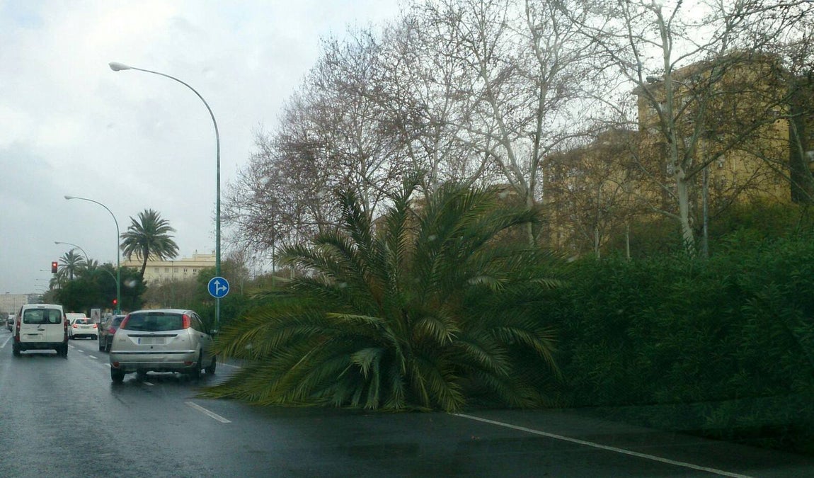Temporal en Sevilla: El paso de la borrasca Emma por la ciudad, en imágenes